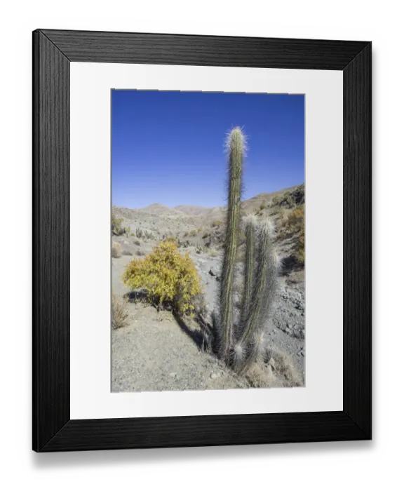 Framed Print : Quisco Cactus or Hedgehog Cactus -Echinopsis chiloensis-, Rio Hurtado, Region de Coquimbo, Chile Framed Print : Quisco Cactus or Hedgehog Cactus -Echinopsis chiloensis-, Rio Hurtado, Region de Coquimbo, Chile