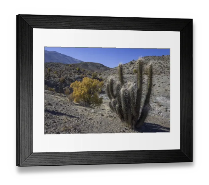 Framed Print : Quisco Cactus or Hedgehog Cactus -Echinopsis chiloensis-, Rio Hurtado, Region de Coquimbo, Chile Framed Print : Quisco Cactus or Hedgehog Cactus -Echinopsis chiloensis-, Rio Hurtado, Region de Coquimbo, Chile