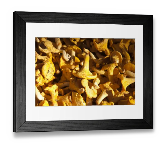 Framed Print : Chanterelles -Cantharellus cibarius-, Upper Bavaria, Bavaria, Germany Framed Print : Chanterelles -Cantharellus cibarius-, Upper Bavaria, Bavaria, Germany