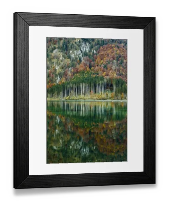 Framed Print : Autumn forest with its reflection in Almsee lake, Gruenau im Almtal, Upper Austria, Austria