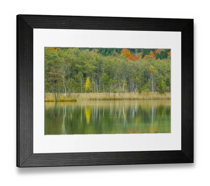 Framed Print : Autumn forest with its reflection in Almsee lake, Gruenau im Almtal, Upper Austria, Austria Framed Print : Autumn forest with its reflection in Almsee lake, Gruenau im Almtal, Upper Austria, Austria