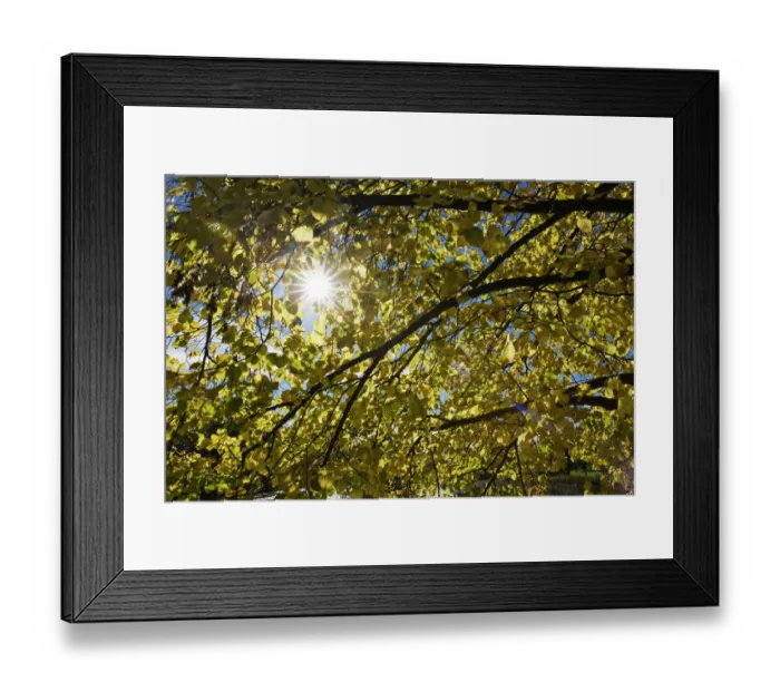 Framed Print : Large-leaved Linden -Tilia platyphyllos- in autumn, Muensing, Upper Bavaria, Bavaria, Germany, Europe Framed Print : Large-leaved Linden -Tilia platyphyllos- in autumn, Muensing, Upper Bavaria, Bavaria, Germany, Europe