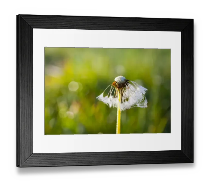 Framed Print : Dandelion -Taraxacum officinale-, clock and cobwebs wet with dew, Riesa, Saxony, Germany Framed Print : Dandelion -Taraxacum officinale-, clock and cobwebs wet with dew, Riesa, Saxony, Germany
