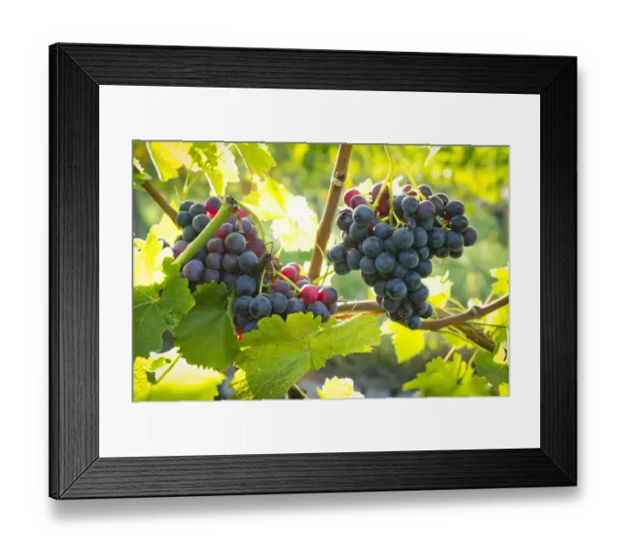 Framed Print : Ripe grapes hanging on the vine, vineyard, Baden-Wurttemberg, Germany Framed Print : Ripe grapes hanging on the vine, vineyard, Baden-Wurttemberg, Germany
