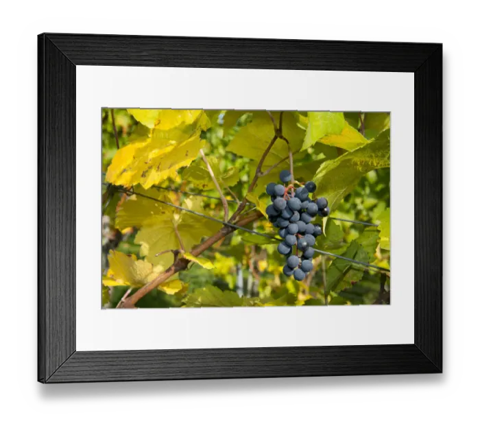 Framed Print : Ripe grapes hanging on the vine, vineyard, Baden-Wurttemberg, Germany Framed Print : Ripe grapes hanging on the vine, vineyard, Baden-Wurttemberg, Germany