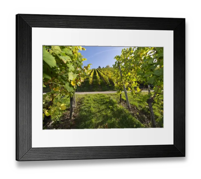 Framed Print : Vineyard, Stuttgart, Baden-Wurttemberg, Germany Framed Print : Vineyard, Stuttgart, Baden-Wurttemberg, Germany