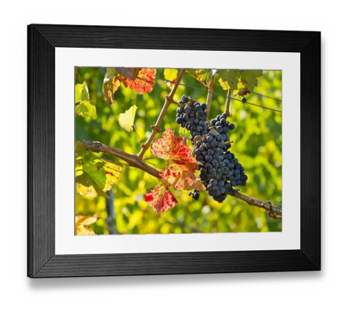 Framed Print : Ripe grapes hanging on the vine, vineyard, Baden-Wurttemberg, Germany Framed Print : Ripe grapes hanging on the vine, vineyard, Baden-Wurttemberg, Germany