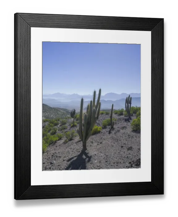 Framed Print : View from a mountain pass onto the barren landscape with Copao Cacti -Eulychnia acida Phil. -, Combarbala, Region de Coquimbo, Chile Framed Print : View from a mountain pass onto the barren landscape with Copao Cacti -Eulychnia acida Phil. -, Combarbala, Region de Coquimbo, Chile