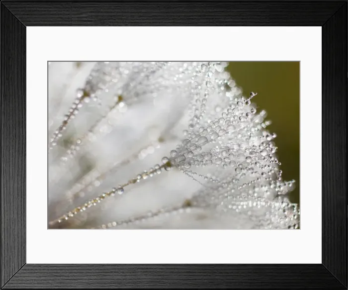 Framed Print : Dandelion -Taraxacum officinale-, clock covered with drops of dew