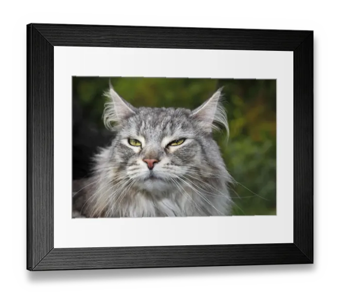 Framed Print : Maine Coon, American Longhair, cat sitting in a garden, portrait Framed Print : Maine Coon, American Longhair, cat sitting in a garden, portrait