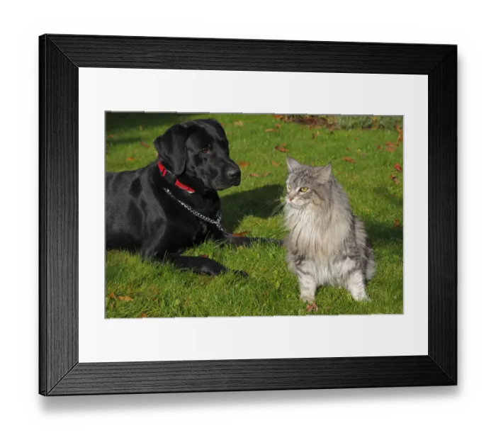 Framed Print : A dog and a cat sitting in a garden, a black Labrador Retriever, male, and a Maine Coon