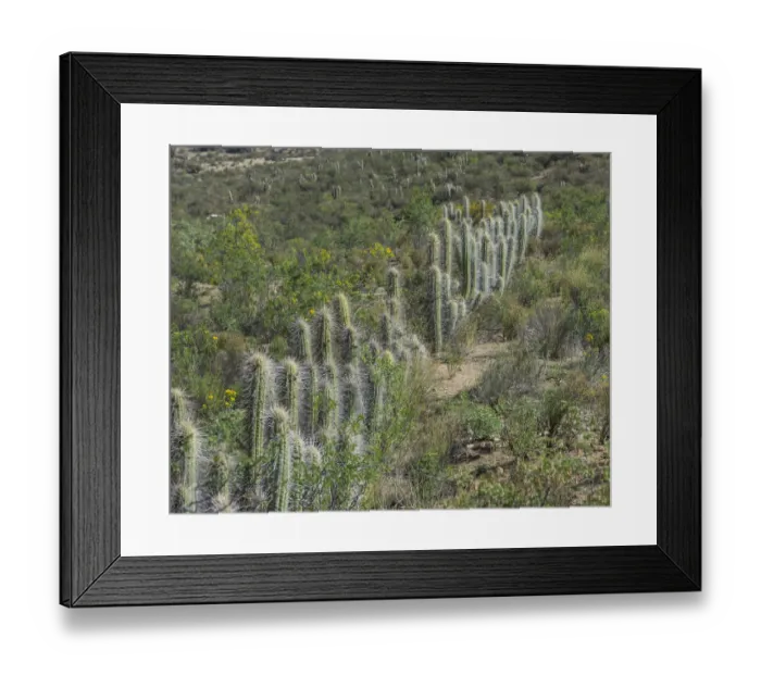 Framed Print : Copao Cactus -Eulychnia acida Phil. -, Las Chinchillas National Reserve, Reserva Nacional Las Chinchillas, Illapel, Region de Coquimbo, Chile Framed Print : Copao Cactus -Eulychnia acida Phil. -, Las Chinchillas National Reserve, Reserva Nacional Las Chinchillas, Illapel, Region de Coquimbo, Chile