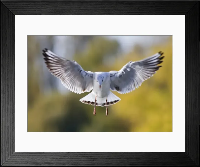 Framed Print : Black-headed Gull -Larus ridibundus- in flight, front view, Baden-Wuerttemberg, Germany Framed Print : Black-headed Gull -Larus ridibundus- in flight, front view, Baden-Wuerttemberg, Germany