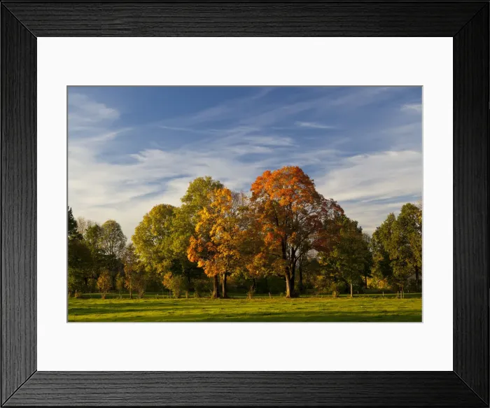 Framed Print : Autumn coloured trees in a meadow, Bad Toelz, Upper Bavaria, Bavaria, Germany Framed Print : Autumn coloured trees in a meadow, Bad Toelz, Upper Bavaria, Bavaria, Germany