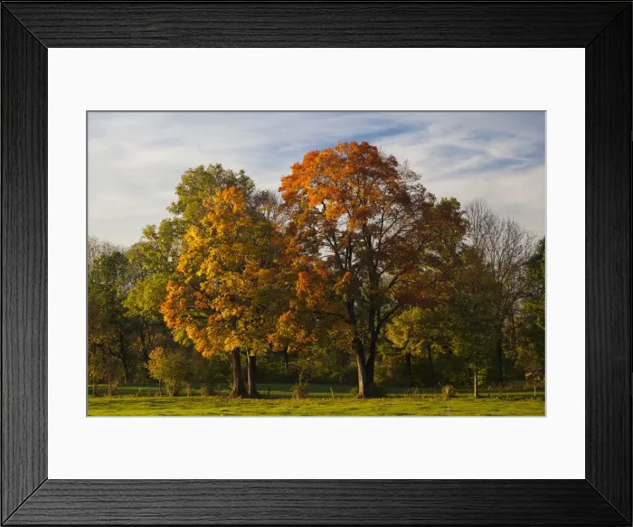 Framed Print : Autumn coloured trees in a meadow, Bad Toelz, Upper Bavaria, Bavaria, Germany Framed Print : Autumn coloured trees in a meadow, Bad Toelz, Upper Bavaria, Bavaria, Germany
