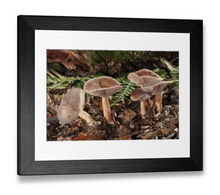 Framed Print : Bright Orange Milkcap -Lactarius aurantiofulvus-, Untergroningen, Abtsgmuend, Baden-Wurttemberg, Germany Framed Print : Bright Orange Milkcap -Lactarius aurantiofulvus-, Untergroningen, Abtsgmuend, Baden-Wurttemberg, Germany
