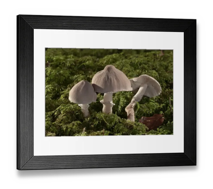 Framed Print : Pearly powdercap -Cystoderma carcharias-, Untergroeningen, Baden-Wuerttemberg, Germany, Europe