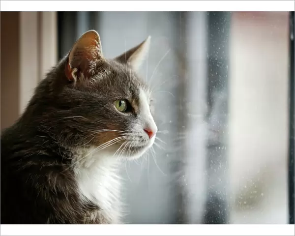 Gray and white cat looking out of a window, portrait, Germany