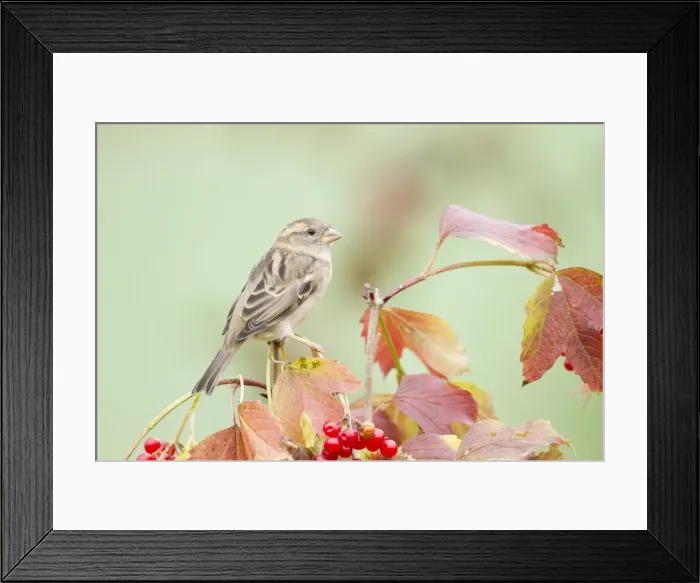 Framed Print : House Sparrow -Passer domesticus-, Limburg an der Lahn, Hesse, Germany, Europe