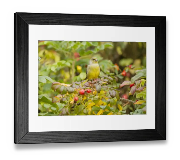 Framed Print : Greenfinch -Carduelis chloris-, Limburg an der Lahn, Hesse, Germany, Europe Framed Print : Greenfinch -Carduelis chloris-, Limburg an der Lahn, Hesse, Germany, Europe