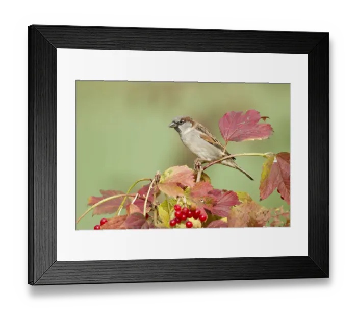 Framed Print : House Sparrow -Passer domesticus-, Limburg an der Lahn, Hesse, Germany, Europe Framed Print : House Sparrow -Passer domesticus-, Limburg an der Lahn, Hesse, Germany, Europe