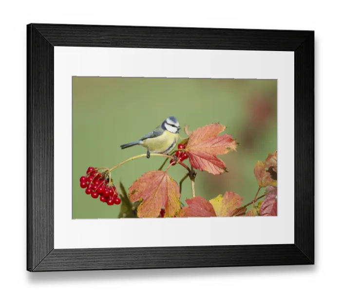Framed Print : Blue Tit -Parus caeruleus-, Limburg an der Lahn, Hesse, Germany, Europe
