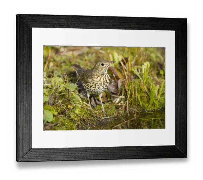 Framed Print : Song Thrush -Turdus philomelos-, Limburg an der Lahn, Hesse, Germany, Europe Framed Print : Song Thrush -Turdus philomelos-, Limburg an der Lahn, Hesse, Germany, Europe