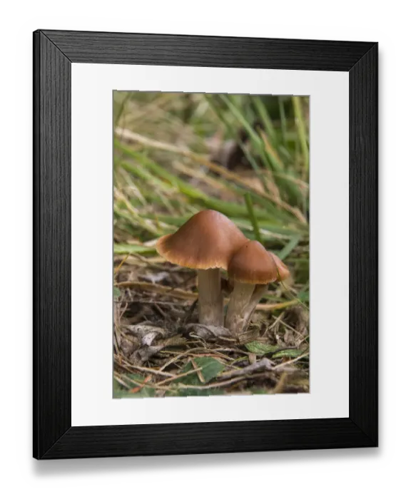 Framed Print : Velvety Webcap -Cortinarius junghuhnii-, Thuringia, Germany Framed Print : Velvety Webcap -Cortinarius junghuhnii-, Thuringia, Germany
