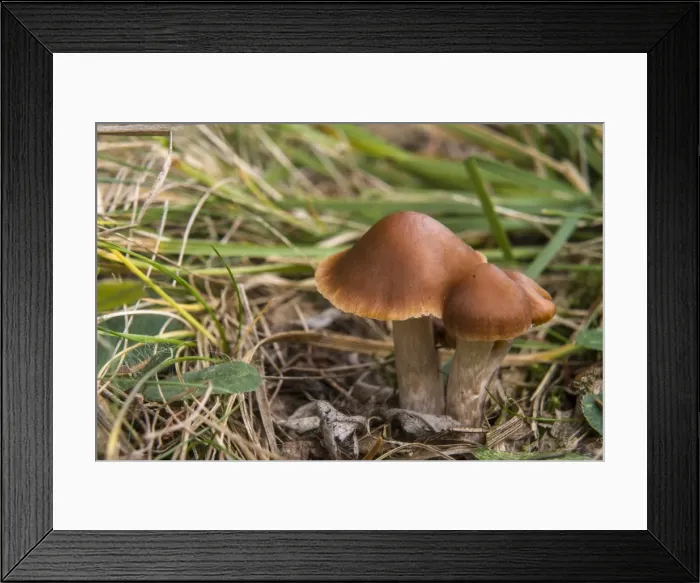 Framed Print : Velvety Webcap -Cortinarius junghuhnii-, Thuringia, Germany