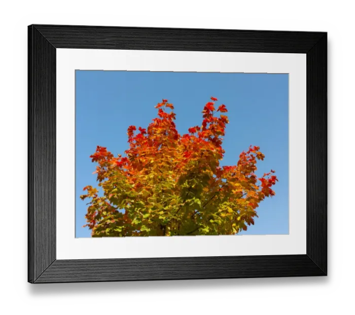 Framed Print : Maple -Acer sp. - with autumn colors Framed Print : Maple -Acer sp. - with autumn colors