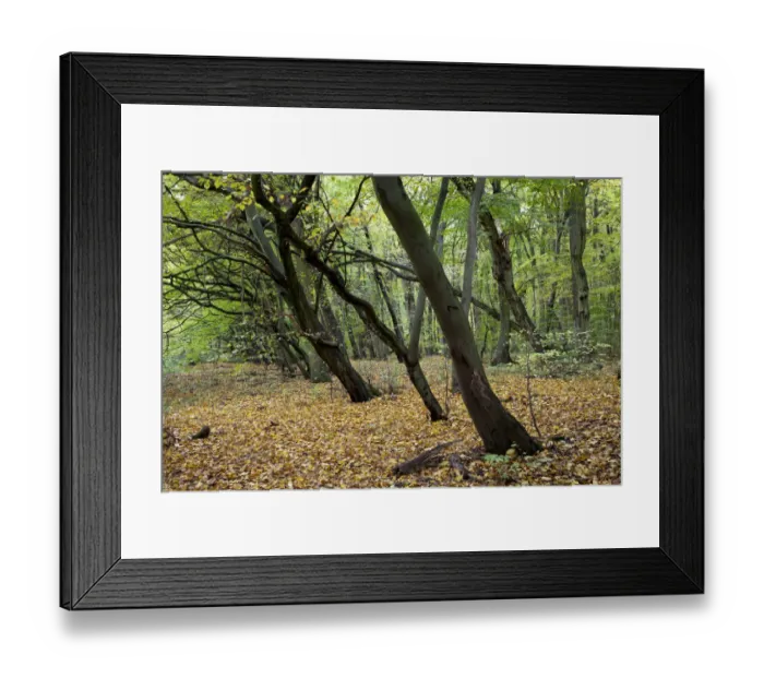 Framed Print : Beech forest at Feensteig in autumn, Hainich National Park, Hainich, Bad Langensalza, Thuringia, Germany Framed Print : Beech forest at Feensteig in autumn, Hainich National Park, Hainich, Bad Langensalza, Thuringia, Germany