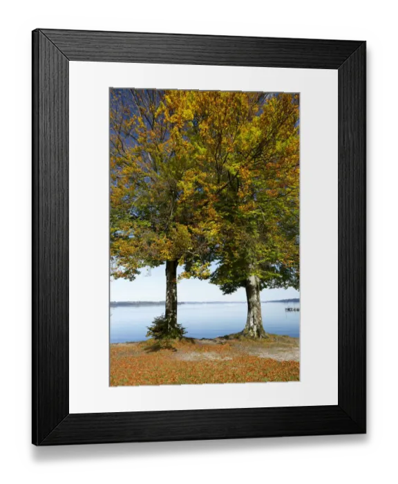 Framed Print : Autumnal beech trees -Fagus- at Lake Starnberg, near Seeshaupt, Bavaria, Germany, Europe Framed Print : Autumnal beech trees -Fagus- at Lake Starnberg, near Seeshaupt, Bavaria, Germany, Europe