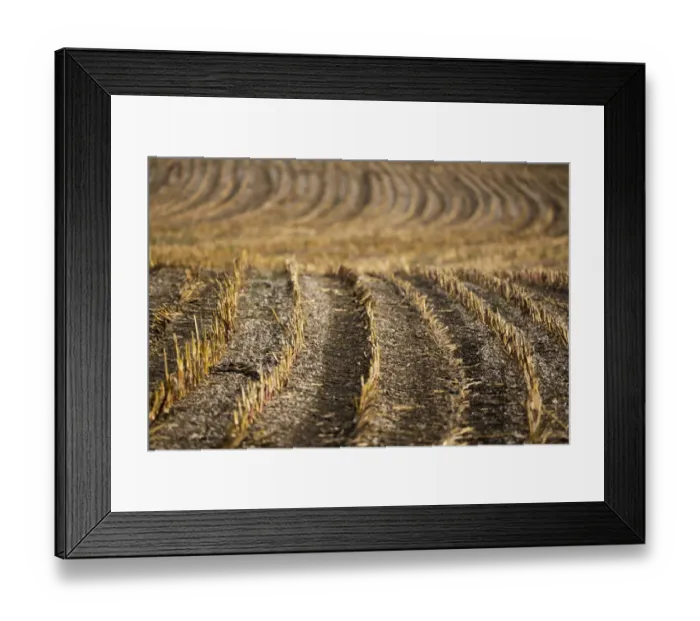 Framed Print : Autumn field, Bavaria, Germany, Europe Framed Print : Autumn field, Bavaria, Germany, Europe