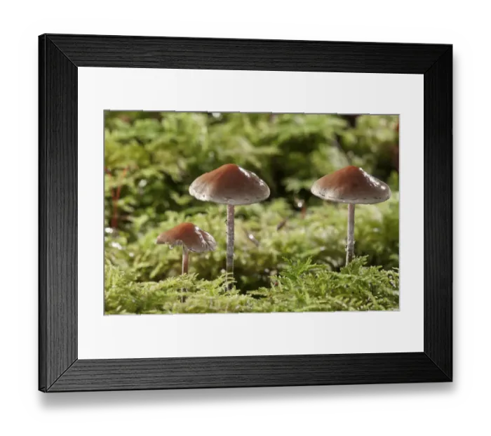 Framed Print : Snakeskin Brownie -Hypholoma marginatum-, Untergroningen, Abtsgmuend, Baden-Wurttemberg, Germany Framed Print : Snakeskin Brownie -Hypholoma marginatum-, Untergroningen, Abtsgmuend, Baden-Wurttemberg, Germany