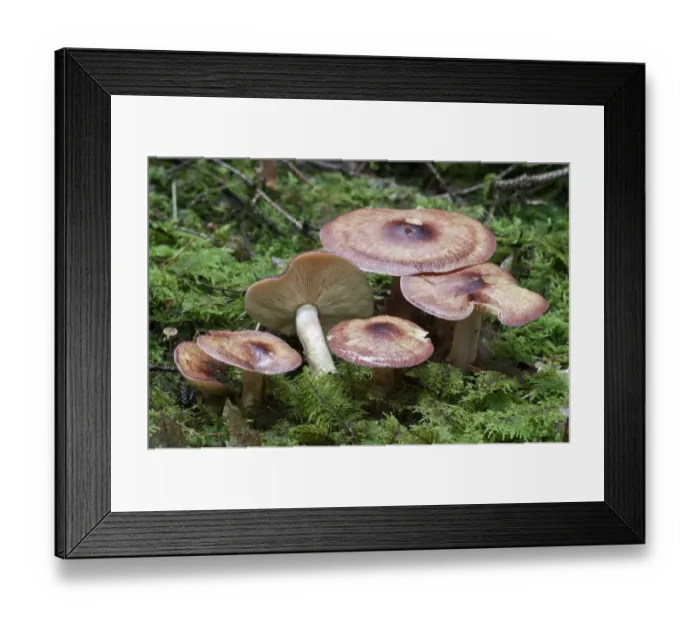 Framed Print : Birch Knight -Tricholoma fulvum-, Untergroningen, Abtsgmuend, Baden-Wurttemberg, Germany