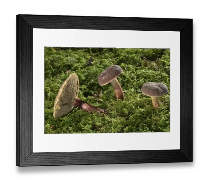 Framed Print : Red Cracking Bolete -Xerocomus chrysenteron-, Untergroeningen, Baden-Wuerttemberg, Germany, Europe Framed Print : Red Cracking Bolete -Xerocomus chrysenteron-, Untergroeningen, Baden-Wuerttemberg, Germany, Europe