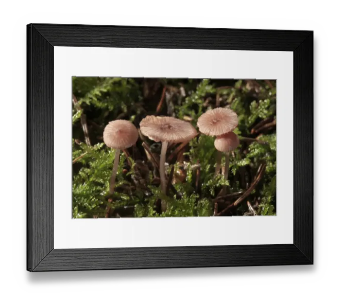 Framed Print : Pink Bonnet -Mycena rosella-, Untergroeningen, Baden-Wuerttemberg, Germany, Europe Framed Print : Pink Bonnet -Mycena rosella-, Untergroeningen, Baden-Wuerttemberg, Germany, Europe