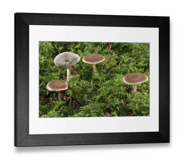Framed Print : Oak-loving Collybia -Collybia dryophila-, Untergroeningen, Baden-Wuerttemberg, Germany, Europe Framed Print : Oak-loving Collybia -Collybia dryophila-, Untergroeningen, Baden-Wuerttemberg, Germany, Europe