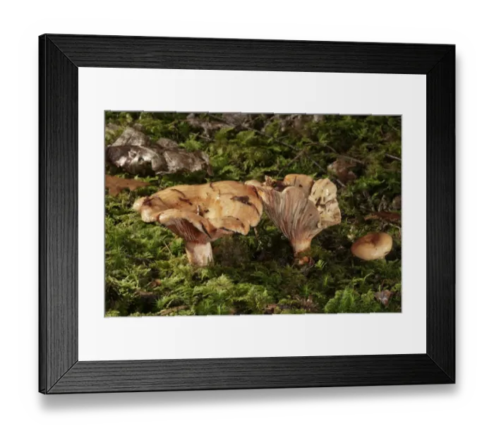 Framed Print : False saffron milk-cap -Lactarius deterrimus-, Untergroeningen, Baden-Wuerttemberg, Germany, Europe Framed Print : False saffron milk-cap -Lactarius deterrimus-, Untergroeningen, Baden-Wuerttemberg, Germany, Europe