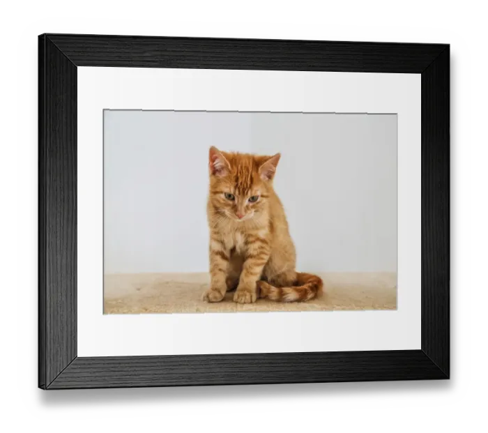 Framed Print : Young ginger tabby domestic cat, kitten, sitting on a scratching post Framed Print : Young ginger tabby domestic cat, kitten, sitting on a scratching post