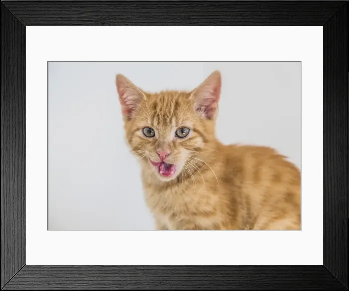 Framed Print : Young ginger tabby domestic cat, kitten Framed Print : Young ginger tabby domestic cat, kitten