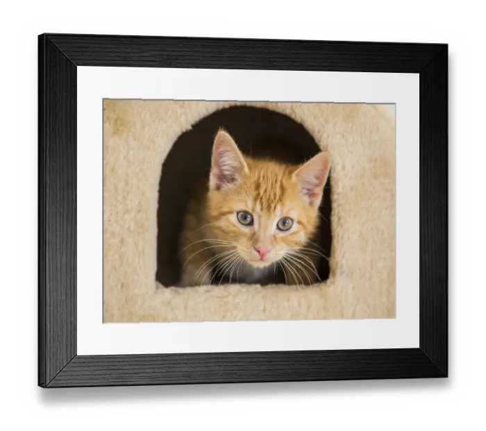 Framed Print : Young ginger tabby domestic cat, kitten, on a scratching post Framed Print : Young ginger tabby domestic cat, kitten, on a scratching post
