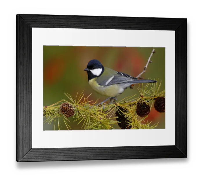 Framed Print : Great Tit -Parus major-, male, perched on the branch of a larch tree in autumn, Neunkirchen, Siegerland, North Rhine-Westphalia, Germany Framed Print : Great Tit -Parus major-, male, perched on the branch of a larch tree in autumn, Neunkirchen, Siegerland, North Rhine-Westphalia, Germany