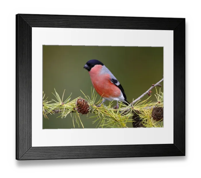 Framed Print : Eurasian Bullfinch -Pyrrhula pyrrhula-, male sitting on a larch branch in autumn, Neunkirchen in Siegerland, North Rhine-Westphalia, Germany, Europe Framed Print : Eurasian Bullfinch -Pyrrhula pyrrhula-, male sitting on a larch branch in autumn, Neunkirchen in Siegerland, North Rhine-Westphalia, Germany, Europe