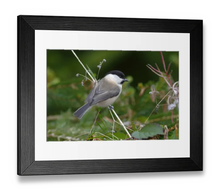 Framed Print : Willow Tit -Parus montanus- sitting on a blade of grass in a garden, Neunkirchen in Siegerland, North Rhine-Westphalia, Germany, Europe