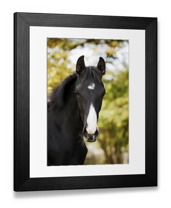 Framed Print : Black Wuerttemberg foal, portrait, Satteldorf, Hohenlohe, Baden-Wurttemberg, Germany Framed Print : Black Wuerttemberg foal, portrait, Satteldorf, Hohenlohe, Baden-Wurttemberg, Germany