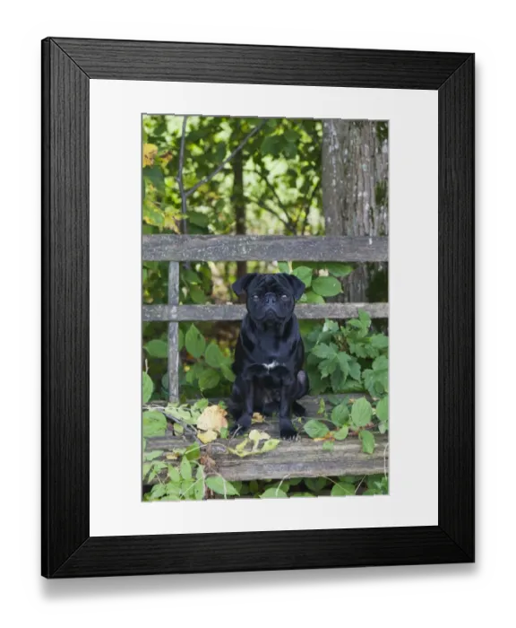 Framed Print : Black Pug sitting on a weathered wooden bench Framed Print : Black Pug sitting on a weathered wooden bench
