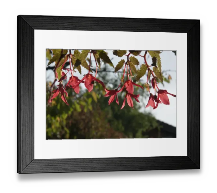 Framed Print : Fuchsia -Fuchsia spec-, blossoms, Untergroeningen, Baden-Wuerttemberg, Germany, Europe Framed Print : Fuchsia -Fuchsia spec-, blossoms, Untergroeningen, Baden-Wuerttemberg, Germany, Europe