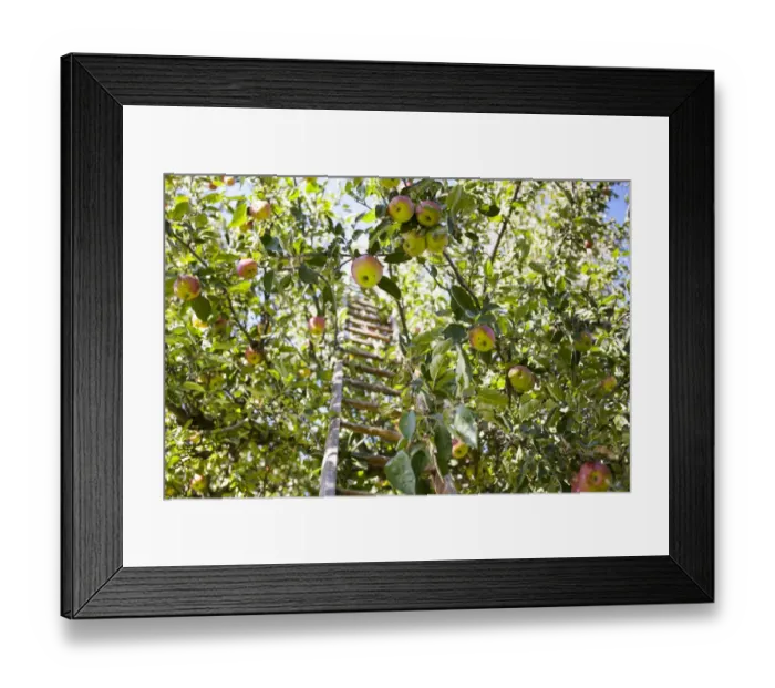 Framed Print : Ladder in an apple tree during apple harvest, Kaiser Wilhelm variety, Saxony, Germany Framed Print : Ladder in an apple tree during apple harvest, Kaiser Wilhelm variety, Saxony, Germany