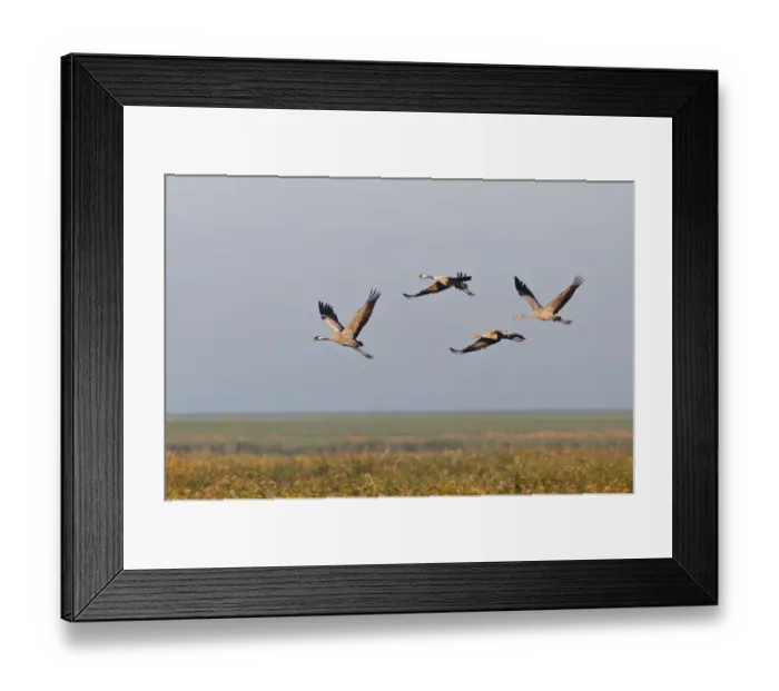 Framed Print : Flying Cranes -Grus grus- in the morning, Mecklenburg-Vorpommern, Germany Framed Print : Flying Cranes -Grus grus- in the morning, Mecklenburg-Vorpommern, Germany